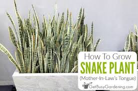 Snake Plant Care Guide How To Grow