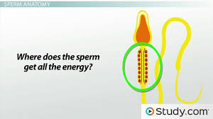 Spermatogenesis How The Male Reproductive System Produces Sperm