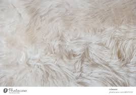 texture of white gy fur a royalty