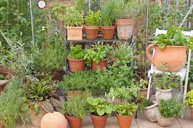 Herb Container Gardening A Beginner