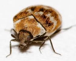 carpet beetle moth removal services