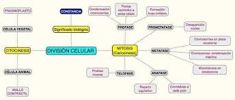 mapa conceptual de mitosis en celula