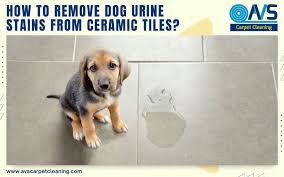 remove dog urine stains from ceramic tiles