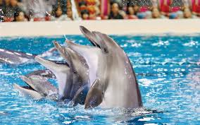 dubai dolphin show tickets starting