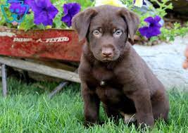 It is an honor to reproduce. Dallas Labrador Retriever Chocolate Puppy For Sale Keystone Puppies