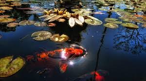 anese fish pond wallpapers