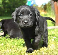 But don't take our word for it. Pin By Rl Duroy On Bow Wow Wow Lab Puppies Black Labrador Retriever Labrador Retriever