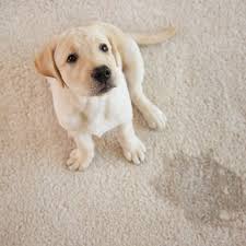 1 pet odor and stain removal in houston