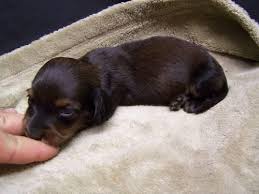 Puppyfinder.com is secure, simple and efficient way to find a puppy, sell a puppy or addopt dogs via internet. Micro Mini Dachshund Puppies For Sale In Tampa Florida Classified Americanlisted Com