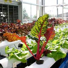 indoor hydroponic vegetable garden