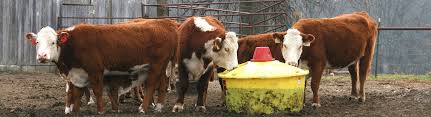 pasture quality liquid feeds