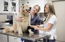 Aspirin Dosage For Dogs Lovetoknow