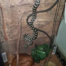 breeding aussie pythons snakes forum