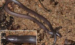 New Species Of Stiletto Snake Capable Of Sideways Strikes