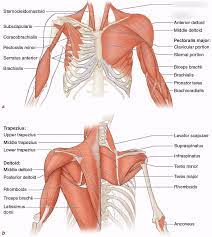Muscle between flank and ribs. Upper Body Muscles Diagram Quizlet