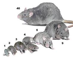 Sexing Rats Is This Rat A Boy Or A Girl Rattyrat Joinrats