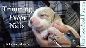 how to clip your puppy s nails you