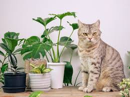 How To Cat Proof Plants 17 Easy