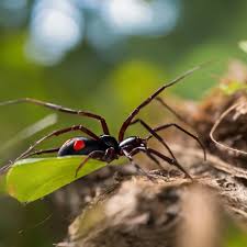 most common poisonous spiders in florida