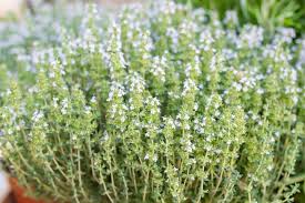 Hardy Herbs That Can Be Grown Outdoors