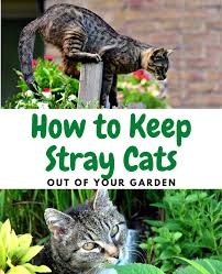How To Keep Cats Away From Your Garden