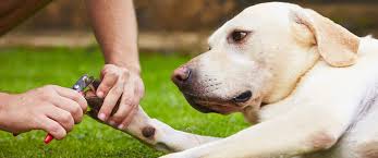 how to cut your dog s nails four paws