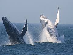 Whale Watching in KwaZulu-Natal North Coast | iSimangaliso Wetland Park - Dirty Boots