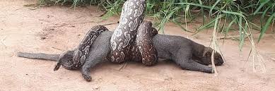 José quevedo, de la patrulla ambiental, dijo que la serpiente es una lampalagua juvenil, bastante chica, de 50 centímetros. El Ataque De Una Boa Lampalagua A Un Puma Yaguarundi En Salta America Noticias