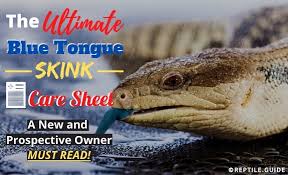 blue tongued skink care sheet a new