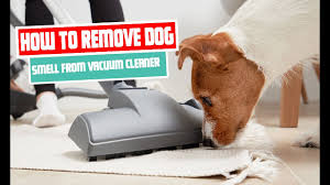 remove dog smell from vacuum cleaner