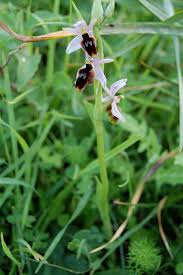 Ophrys lunulata - Wikimedia Commons