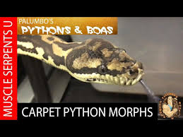 carpet python breeding genetics at