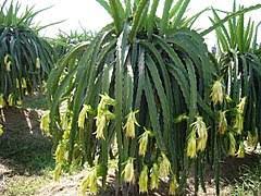 You can store up to 3 fruits at a time (8 if you. Selenicereus Undatus Wikipedia