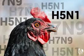 There were a few cases where one infected person caught the bird flu virus from another person, but only after close personal contact. Bird Flu What Is It And How Can You Protect Your Chickens