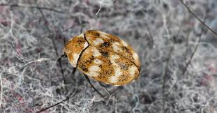 do carpet beetles bite what do they