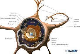Synapse connections in the brain form thoughts, concept learning. Histology Of The Peripheral Nerves And Light Microscopy Nysora