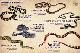 snakes of the sssssouth bay