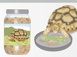 3 Ways To Care For A Leopard Tortoise Wikihow