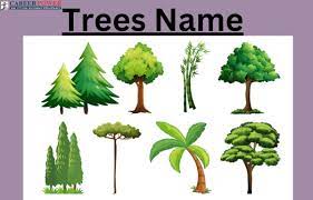 trees names list of 50 tree names in