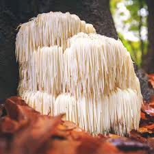 Lions mane mushroom, stimulates and improves brain function. Lion S Mane Mushroom Benefits Uses Recipes And Side Effects Dr Axe