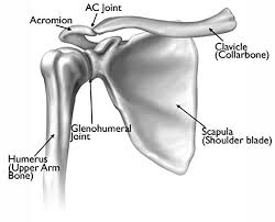 However, in bony terms the 'socket' (the glenoid fossa of the scapula) is quite shallow and small, covering only a third of the 'ball' (the head of the humerus). Shoulder Anatomy