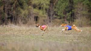 Posting for a friend that is selling out due to health/age. Coursing Passion And Speed Dogs Basenji Running Stock Photo Image Of Outdoors Coursing 70283940