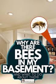 Why Are There Bees In My Basement And