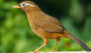 Burung ciblek merupakan salah satu jenis burung perkicau dengan body kecil seperti burung pleci. Download 63 Gambar Burung Flamboyan Jantan Dan Betina Keren Gratis