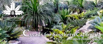 best cycads to grow especially in