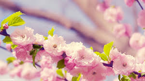 spring flowers wallpaper backgrounds