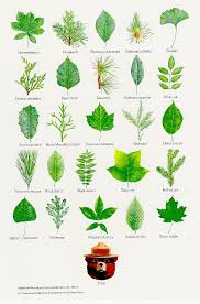 15 Of Smokey Bears Best Nature Posters Tree Leaf
