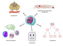 Stem Cells Used To Treat Diabetes gambar png