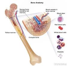 Two types of bone tissues in cross section of a long bone : Childhood Acute Myeloid Leukemia Other Myeloid Malignancies Trea Leukemia Treatment Myeloproliferative Neoplasms Acute Myeloid Leukemia