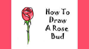 how to draw a rose bud step by step for